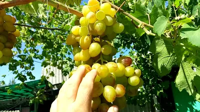 ВЕЛИКА - Саженцы винограда, проволока для шпалеры, сетка