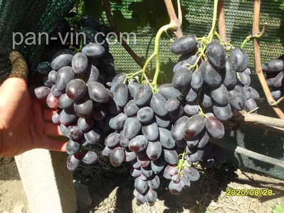 ВИНОГРАД ВЕЛИКА: купить саженцы винограда велика в Одессе, Киеве и Украине  - Agro-Market