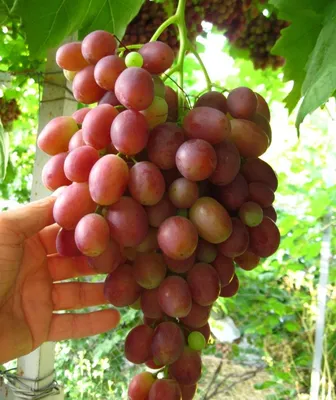 Виноград “Оскар” (велика ягода незвичайної форми)