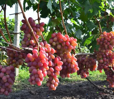 Последствия дождя для винограда. Часть №1 | Виноград VM | Дзен