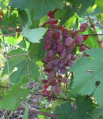 Велика (Velika) - Сторінка 30 - форум-виноград