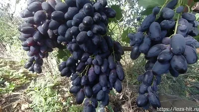 Виноград Велика - купить саженцы ягодных культур с доставкой по Украине в  магазине Добродар