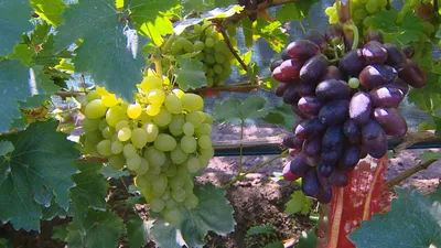Выращивание винограда в Центральной России: выбор сорта, правила посадки и  ухода | Компания «Большая земля»