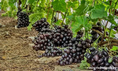 Виноград Алвика - купить саженцы ягодных культур с доставкой по Украине в  магазине Добродар