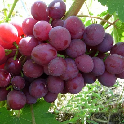 Саженцы винограда: Самурай - Л.В.Авина