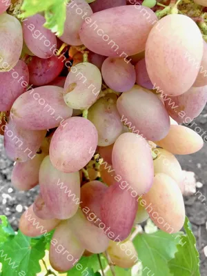 Виноград «Виктор» купить саженцы почтой по низкой цене в интернет-магазине  при питомнике - «Крымский фрукт»