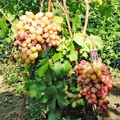 Виноград Виктор - купить саженцы винограда виктор недорого в России в  интернет магазине