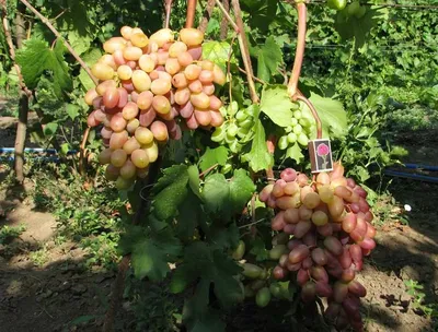 Саженцы винограда Виктор Беларусь доставка почтой, низкая цена