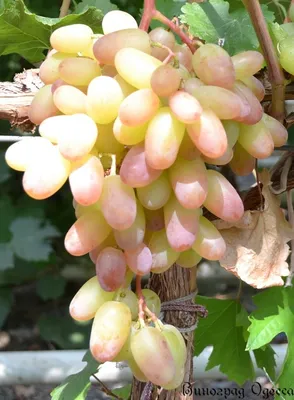 Сорт винограда Виктор (Венгрия) винный