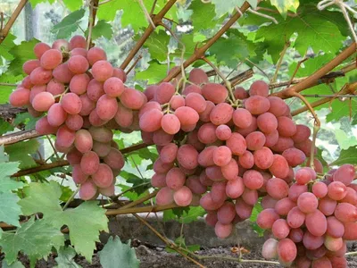 Гибридный виноград Виктор очень раннего созревания