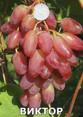 Виктор - столовый сорт винограда