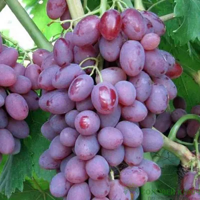 Сорт винограда Виктор (Венгрия) винный