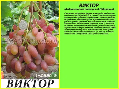 Виноград\"Виктор\"