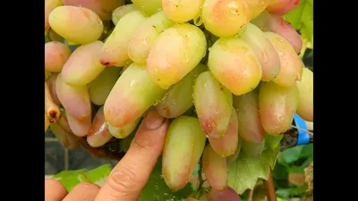 Виноград Виктор - Столовый сорт винограда