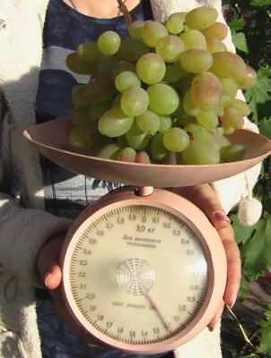 ВИКТОР - описание сорта винограда, фото. - vinogradnik.com.kg