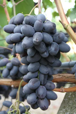 Сорт винограда \"Виктор\" раннего срока созревания - Виноград в Твери