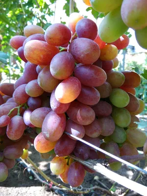 Продам саженец винограда Виктор, купить саженец винограда Виктор, Киевская  обл — Agro-Ukraine