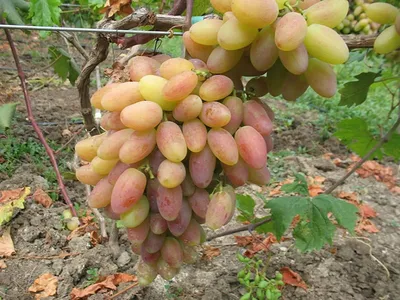 ВИКТОР - описание сорта винограда, фото. - vinogradnik.com.kg