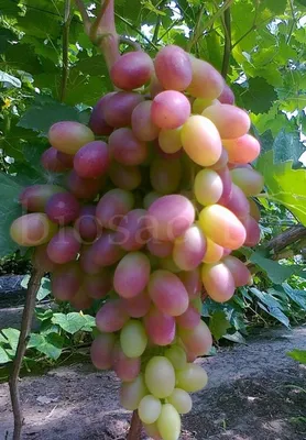 ТОП-5 сортов винограда для средней полосы | Виталий Декабрев | Дзен