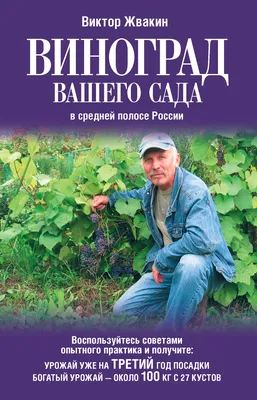 Виноград Торнадо — Магазин посадочного материала из своего питомника.  Большой ассортимент в каталоге по дешевым ценам. Заказать с доставкой по  почте .