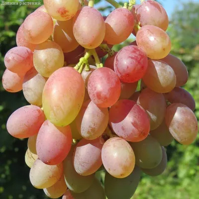 ВИНОГРАД ПОДАРОК ИРИНЕ: купить саженцы винограда подарок ирине в Одессе,  Киеве и Украине - Agro-Market