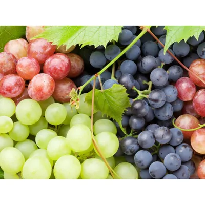 Виноград Придорожный — купить саженцы с доставкой почтой
