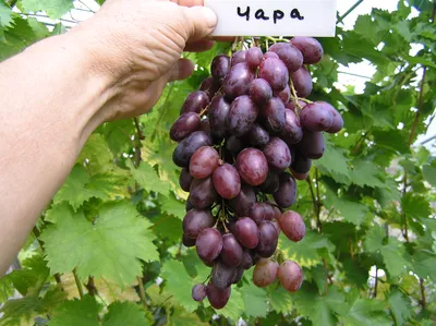Как получить урожай сладкого винограда в Витебской области
