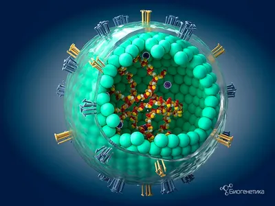 Вирус кори возвращается? Лабораторная диагностика кори