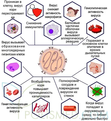 Вирус кори иллюстрация иллюстрация штока. иллюстрации насчитывающей  симптомы - 96202403