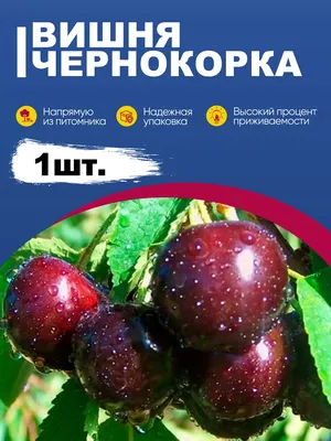 Вишня Чернокорка 130-150 см – фото, отзывы, характеристики в  интернет-магазине ROZETKA от продавца: Компот | Купить в Украине: Киеве,  Харькове, Днепре, Одессе, Запорожье, Львове