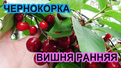 Вишня Чернокорка (средний/июль/сладкий/треб.опыл): продажа, цена в  Мелитополе. Семена, саженцы и рассада плодово-ягодных культур от \"Удачный  Сад\" - 1320128235