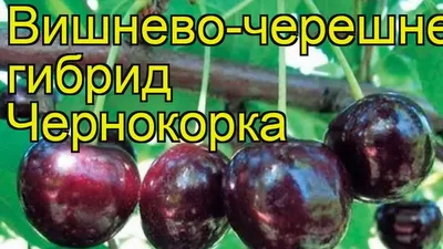 Вишня Жуковская | Купить саженцы в питомнике Мир Садовод, Крым