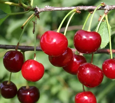 Вишня \"Гриот Белорусский\" (Prunus cerasus \"Griot Belarusian\") - Питомник и  Садовый центр Русские Деревья