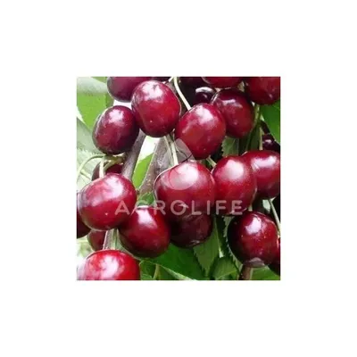 Саженцы вишни Лутовка купить в Украине - цена, фото, отзывы | Agrolife