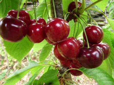 ᐈ Саженцы вишни в Крыму Почтой • Купить в питомнике по цене от 299 руб |  Садовый край