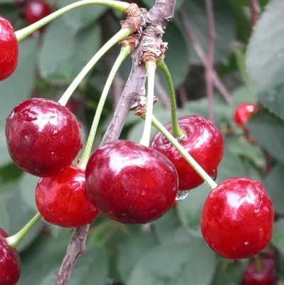 Вишня 'Подбельского' (Cerasus 'Podbelskoho')