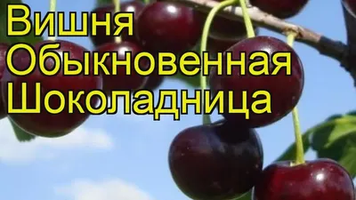 Вишня Шоколадница - ⭐️ купить саженцы по выгодной цене в интернет магазине  с доставкой по Москве и России