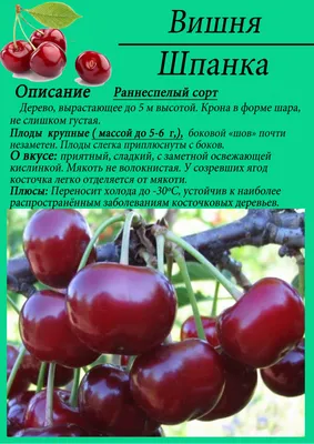Вишня Шпанка (Prunus Shpanka) ОКС — Питомник Летний сад