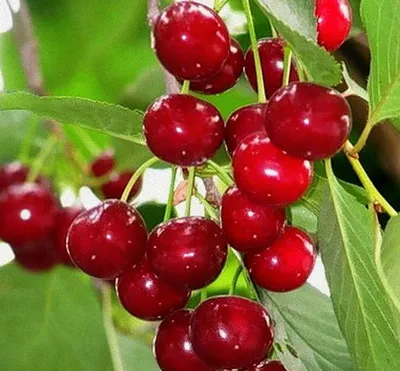 Саженцы вишни Шпанка купить в Москве по цене от 580 до 22500 руб. -  питомник растений Элитный Сад