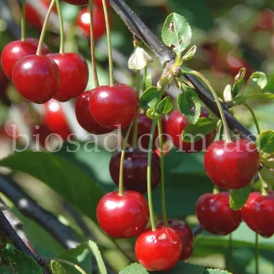Лучшее время собирать шпанку - вишню. Here they call it sour tart cherries.  #tartcherries #вишня #шпанка🍒 | Instagram