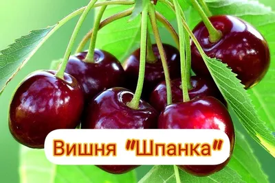 Вишня Шпанка (средняя): продажа, цена в Винницкой области. Семена, саженцы  и рассада плодово-ягодных культур от \"інтернет магазин садівника Садиба  Сад\" - 859715797