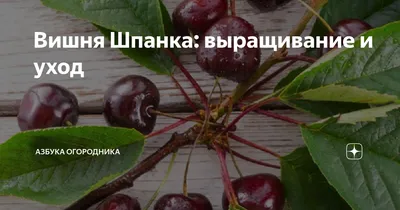 Вишня шпанка домашняя замороженная: 30 000 сум - Продукты питания / Напитки  Ташкент на Olx