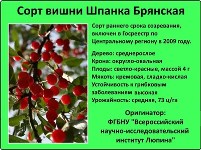 Шпанка — Зеленый Сад - Уральский плодопитомник