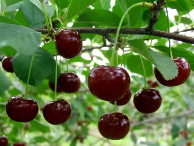 Вишня \"Шпанка\" (Prunus cerasus \"Shpanka\") - Питомник и Садовый центр  Русские Деревья