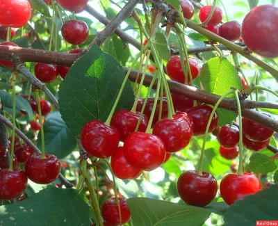 Вишня Шпанка (гибрид черешни и вишни) ЗКС ᐉ купить с доставкой почтой по  Украине в питомнике Биосад