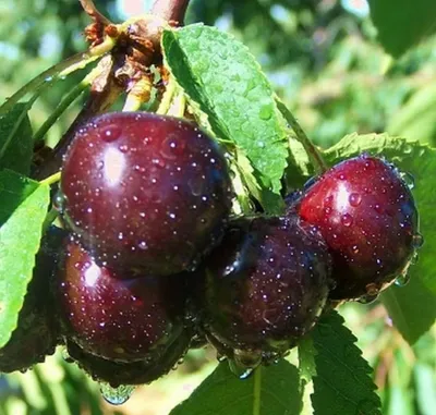 Вишня \"Шпанка\" (Prunus cerasus \"Shpanka\") - Питомник и Садовый центр  Русские Деревья