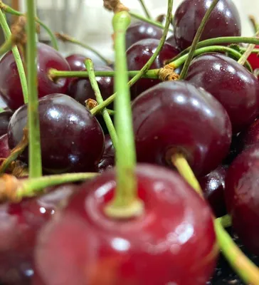 Вишня Шпанка ранняя - купить плодовые деревья с доставкой по Украине в  магазине Добродар