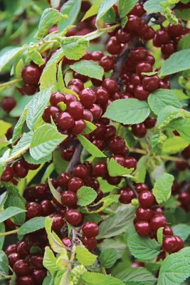 Саженцы вишни войлочной Восторг купить в Москве в питомнике, растения по  цене от 500 руб.