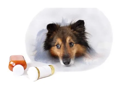 Лишай у собак: причини та лікування | Purina