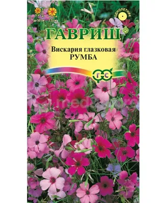 Вискария глазковая - неприхотливое растение с пышным цветением